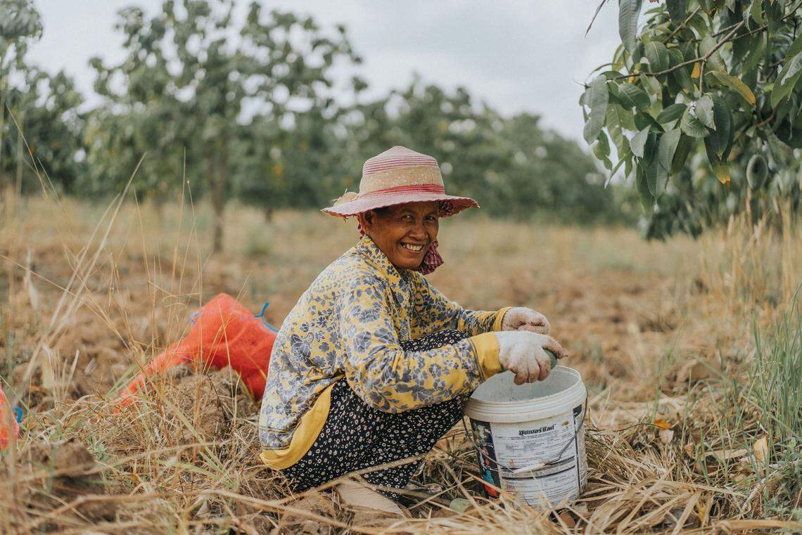 A Cambodian farmer harvests mangoes for Grove Fruit Growers, a Boise, Idaho, business that is now in jeopardy of shutting down because of a 49% tariff on Cambodian goods proposed by President Donald Trump.