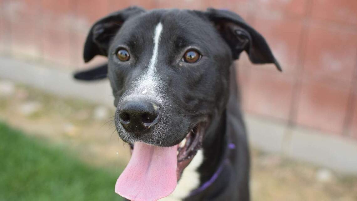 Canyon County Pet of the Week: Rocky