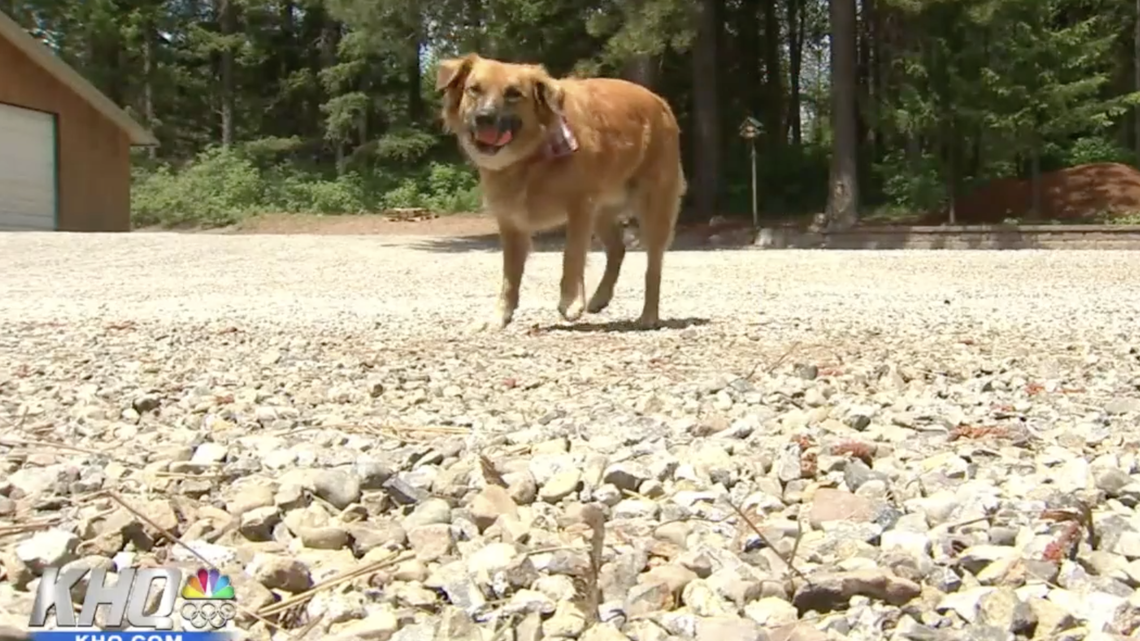 Linda Oswald said her dog Tilly was missing after a car accident on Idaho State Highway 41. Tilly was found on a family’s farm near the crash herding sheep. 