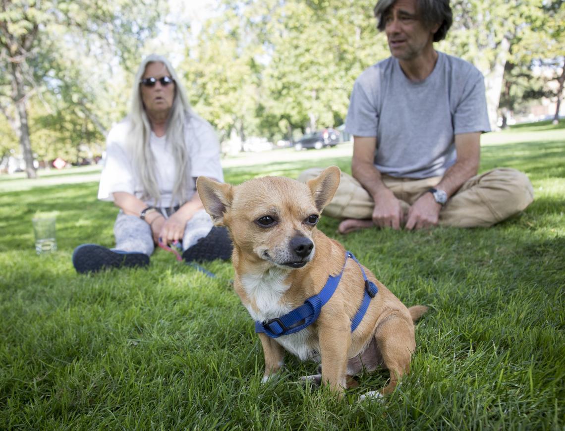For Traci Foy, the hardest thing about being homeless is being separated from Aajyn, her doctor-prescribed “comfort companion.” “He didn’t ask to become homeless,” says Foy. Aajyn is staying with Lawrence Shapiro, right, who besides caring for the dog, has become friends with Foy.