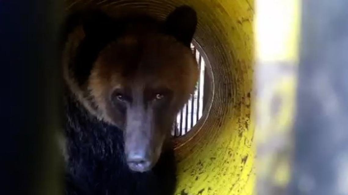 Idahoans need to get ready for grizzly migration to central Idaho wilderness