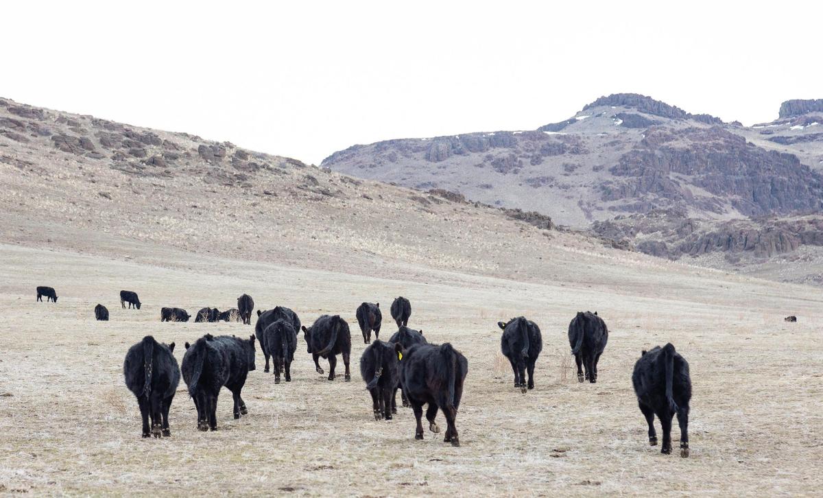 Cattle at Percy Ranch spend time on state land in the hills north of Mountain Home.