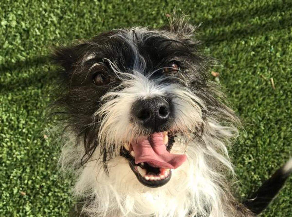 Archer the dog is available for adoption from the Meridian Canine Rescue.