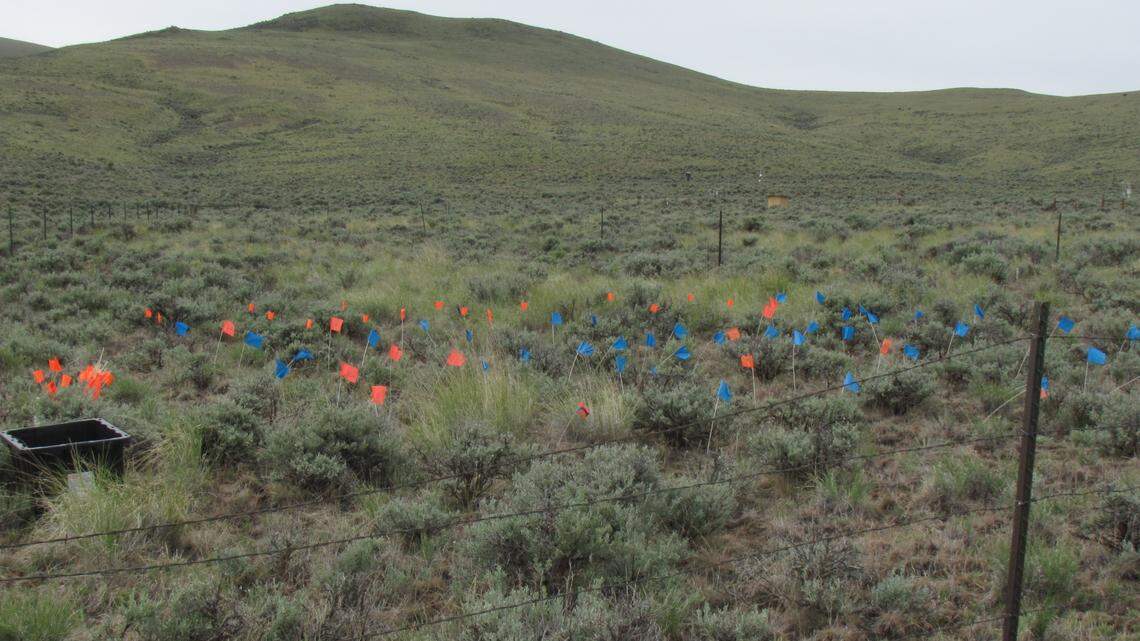 A field with sagebrush marked out with a fench. Inside is a black bucket and a number of orange and blue flags. 