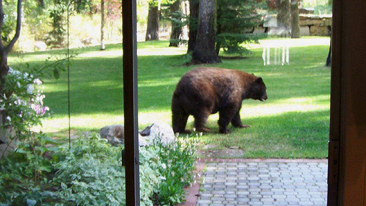 A black bear roams through Chris Sprague’s backyard in McCall, Idaho.