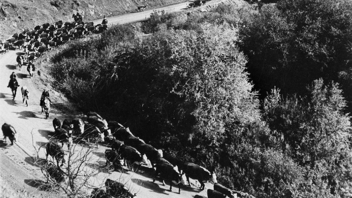 Breeding livestock, especially cattle, quickly took hold in Idaho Territory