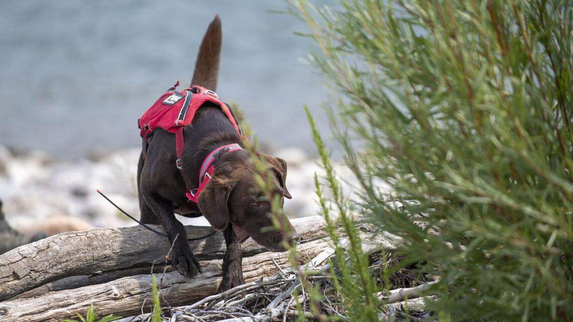 Finn examines thick brush along the Snake River while sniffing for invasive plants last month. For the project Finn was trained to hone in on pepperweed and salt cedar, two invasive plants to the region.