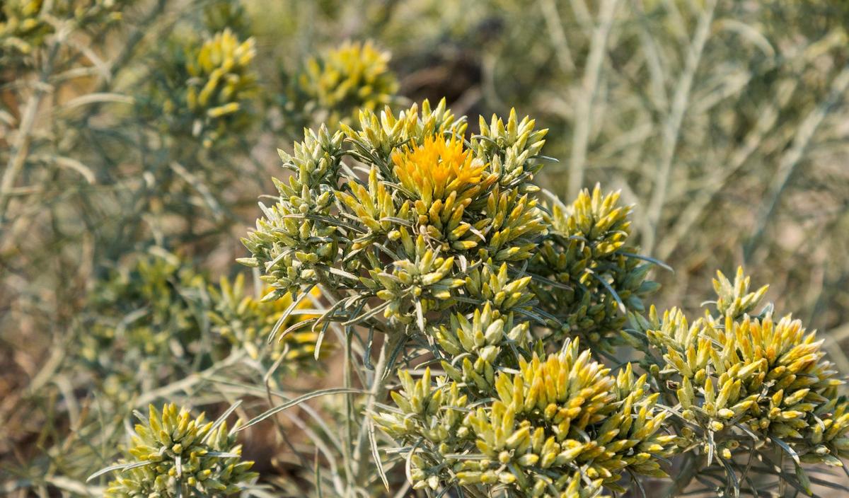 Rabbitbrush is a shrub that grows in arid climates with little water.