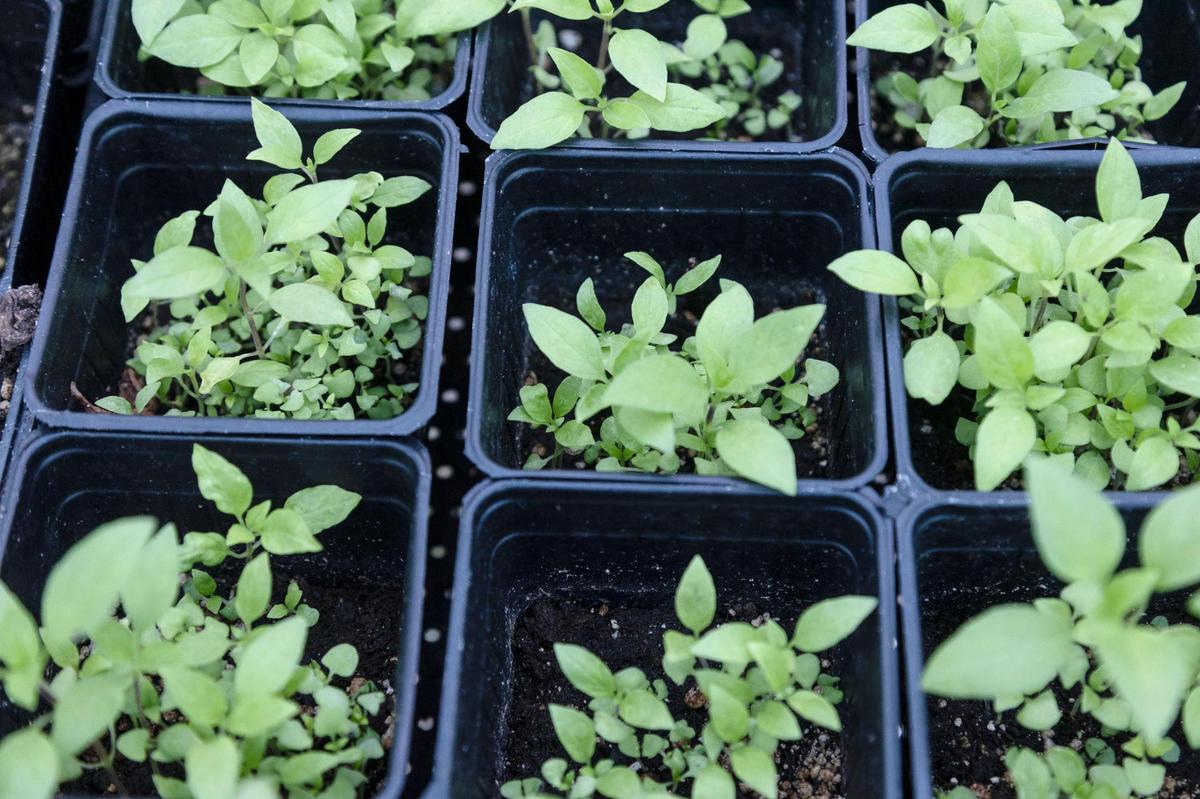 The basil grown at this vertical farm uses only 10% of the water that surface gardening or farming does.
