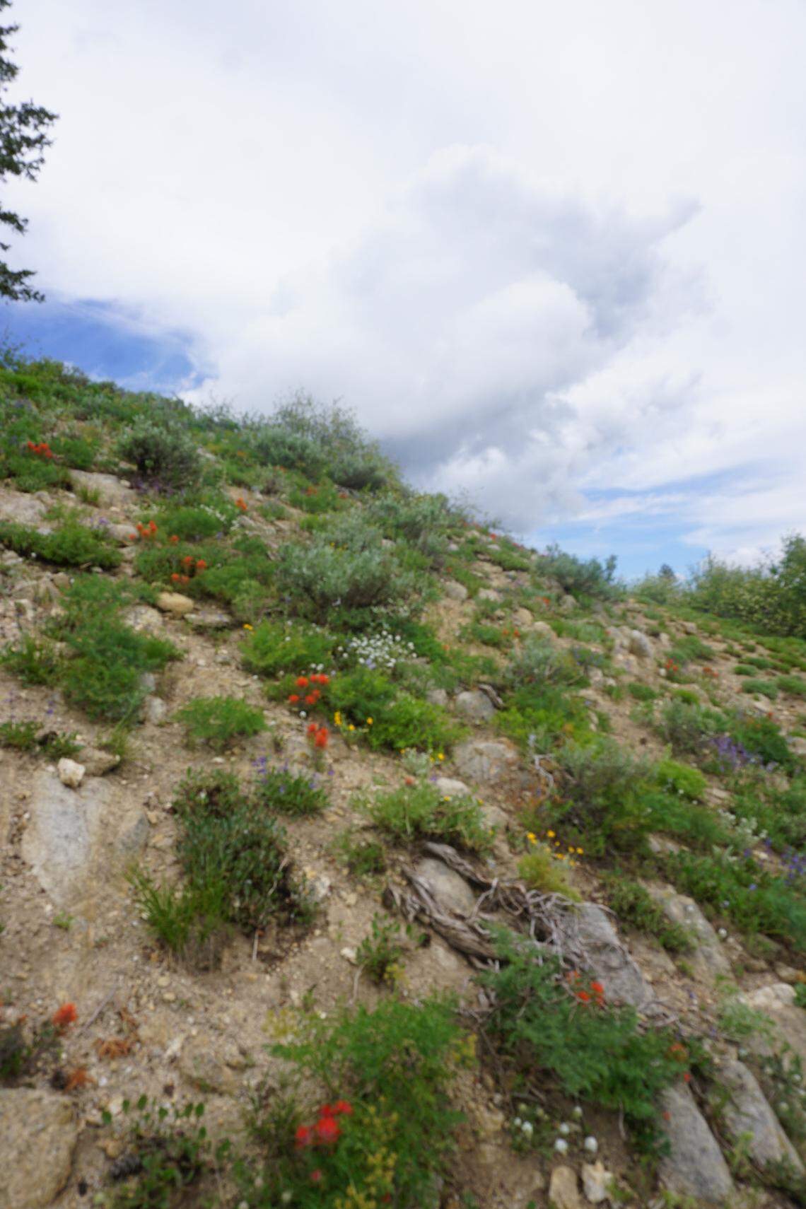 Indian paintbrush are among the many wildflowers you’ll find hiking the Elk Meadows trail and other routes through the Bogus Basin area.