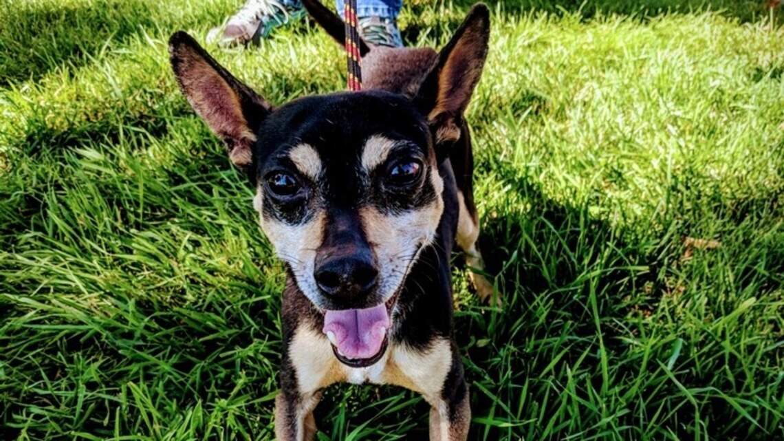Meridian Pet of the Week: Milo