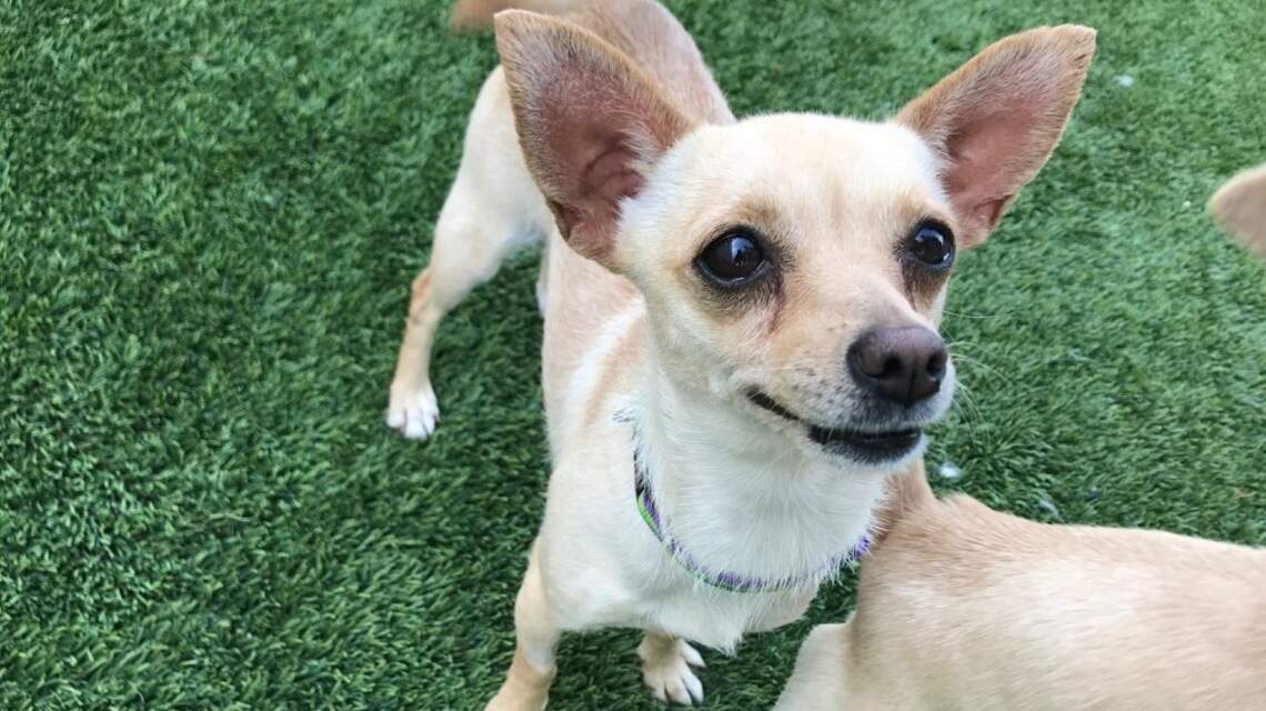 Meridian Pet of the Week: Millie