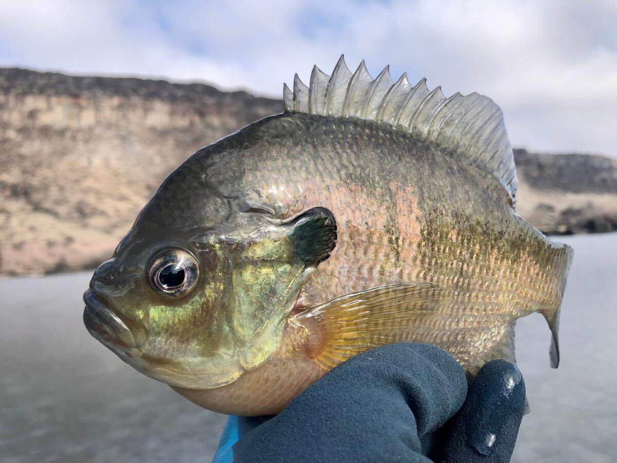 Fish behavior changes during the winter months, but with the right approach, even “warmwater fish” like this chunky bluegill can be enjoyed by anglers year-round.