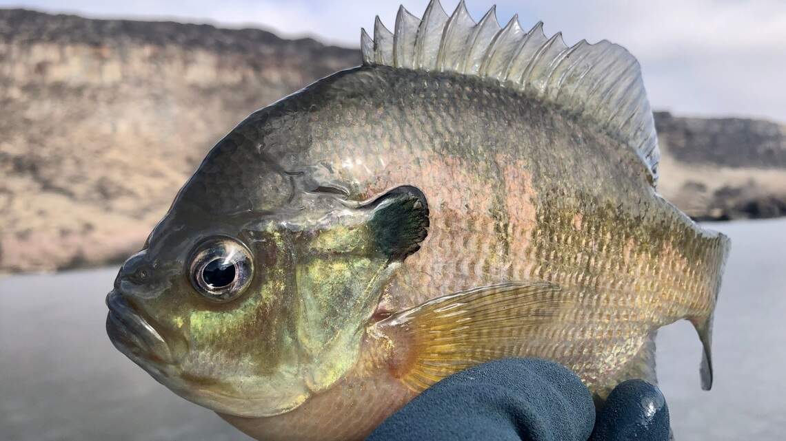 A guide to winter fish behavior in Idaho: Here’s what to catch and how to catch it