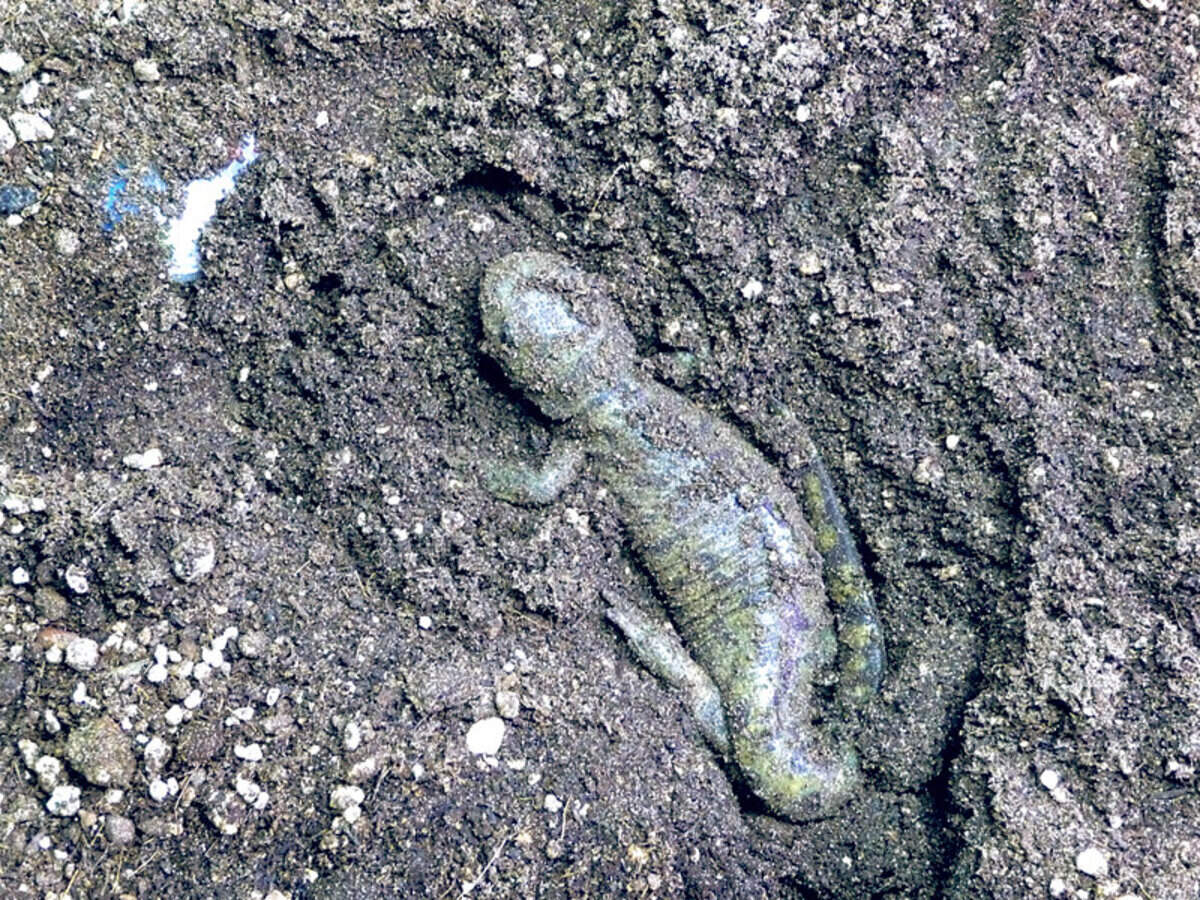 Tiger salamanders are native to Idaho and very interesting critters. They grow to about 3 to 6 inches and are dark brown with olive or whitish blotches, giving them the appearance of a tiger. They like wetlands near ponds, lakes or streams and can even be found in sagebrush country. They can be found in the northern, eastern and southwestern parts of Idaho. This tiger salamander lives at the MK Nature Center, where you can see it. Its name is Stumpy, and it was found on the Nature Center grounds. It was injured and lost a leg, tail and toes, but Stumpy was cared for at the center and the limbs grew back. Salamanders are important because they feed on insects and are food for other critters, like mink.
