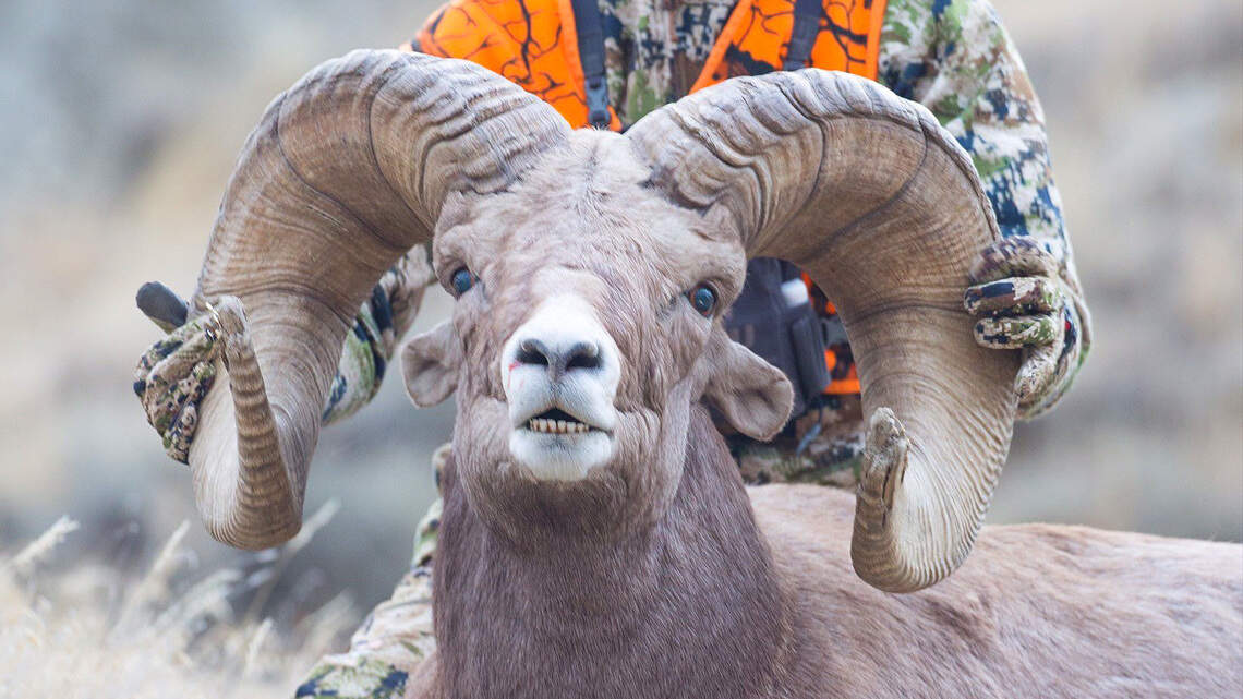 After 5 hunting trips, this Montana student has tied the world record for bighorn sheep