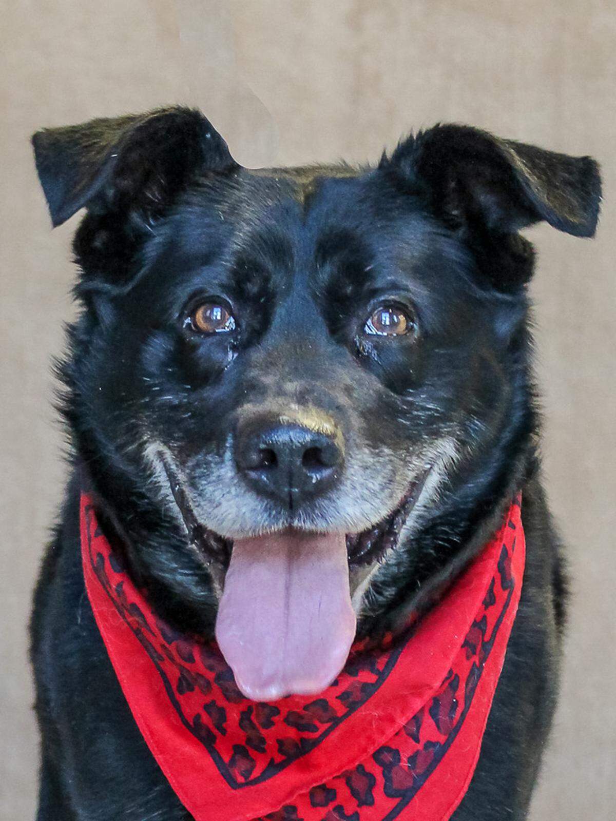 Arf Vader the dog is available for adoption at the Idaho Humane Society.