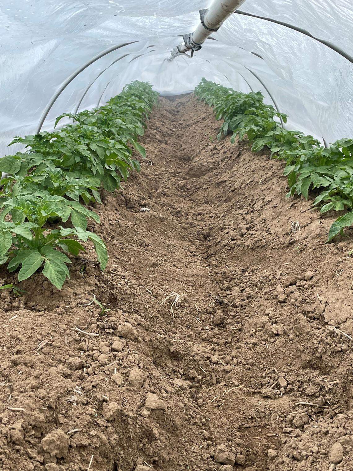 Simulated wildfire smoke is piped into a covered row of potatoes at the University of Idaho Parma Research and Extension Center.