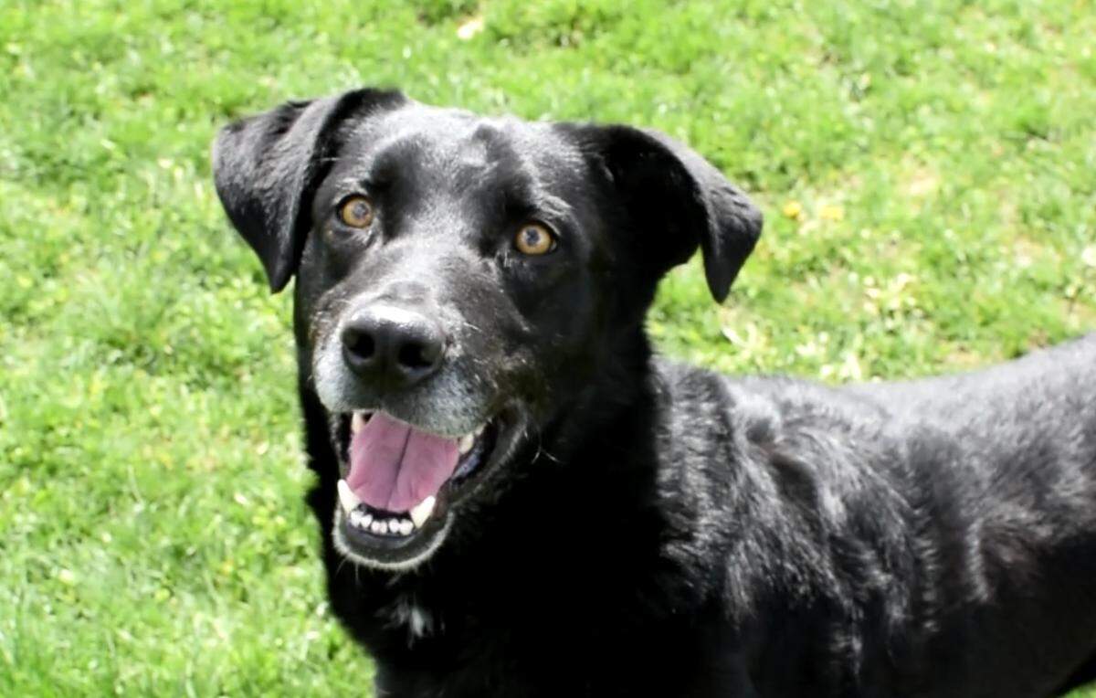 Avocado the dog is available for adoption at the West Valley Humane Society in Caldwell.