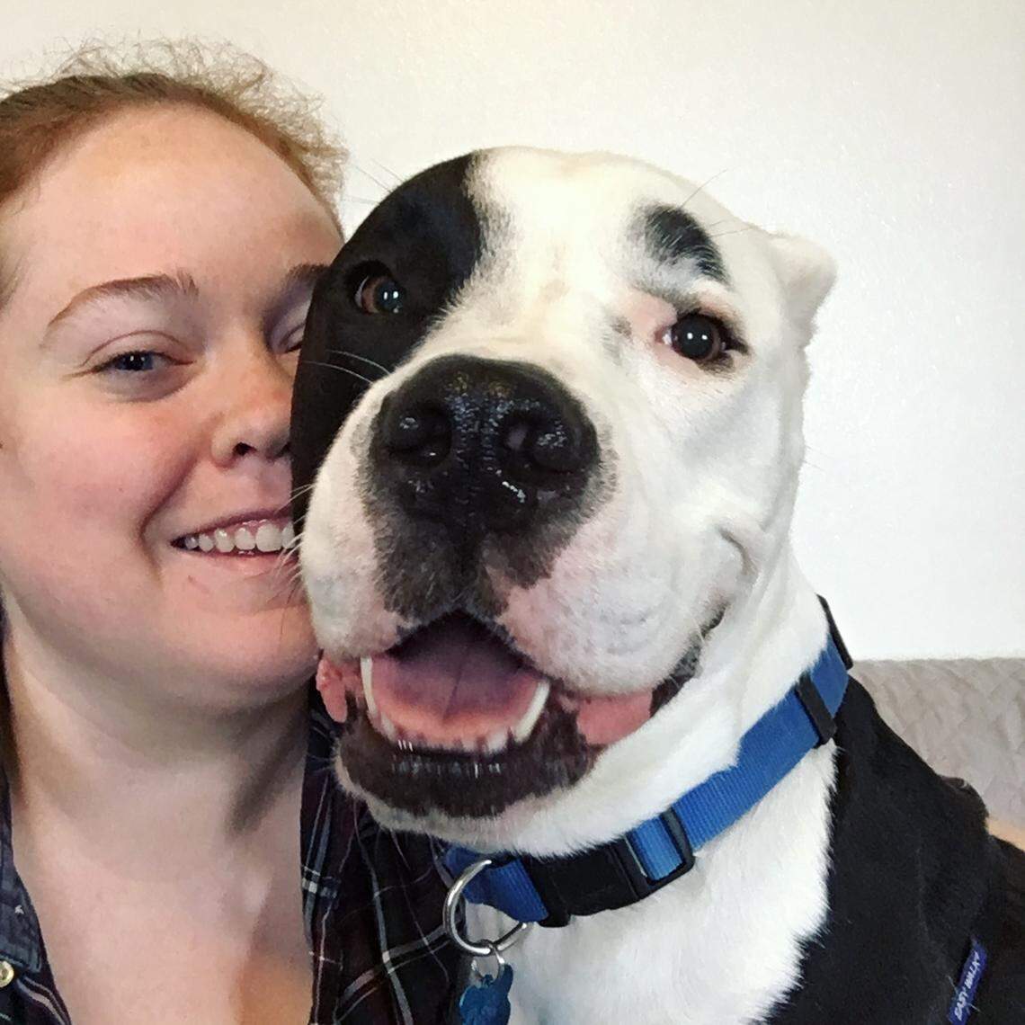 Flash, a pitbull-Great Dane mix, was the most difficult foster pet that the Sundells ever had due to a number of behavioral issues that had to be addressed. But he was Brittany Sundell’s favorite, and she sees him regularly because she’s friends with the people who adopted him.