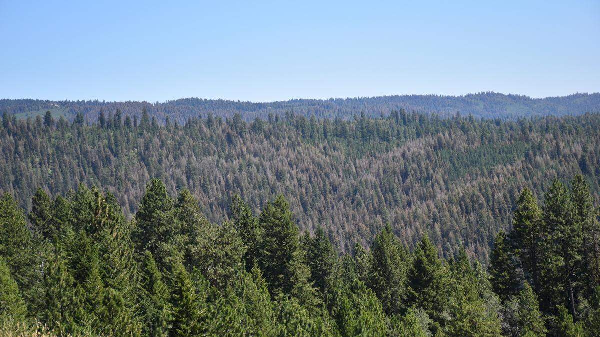 The U.S. Forest Service approved a project in April to log and burn trees as part the Sage Hen Integrated Restoration Project, meant to remove damaged or diseased trees. The Idaho Conservation League has filed a lawsuit to stop the project, which was approved without an environmental impact study.