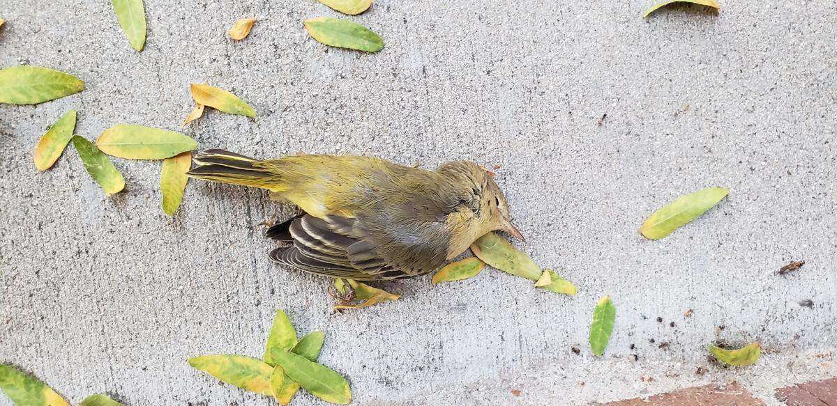 A yellow warbler collided with a window in downtown Boise in August 2021. The Golden Eagle Audubon Society tracked bird collisions and deaths in downtown Boise for 18 months in 2020 and 2021.