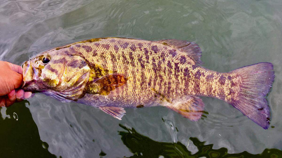 Practicing catch-and-release is a great way to promote sustainable fish populations—especially if you handle your catches with care and make sure they swim away healthy.