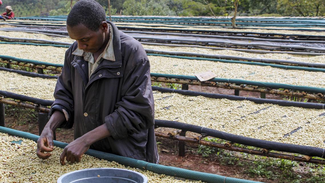 A people ravaged by civil war found new life in Idahoan’s team’s effort to plant coffee