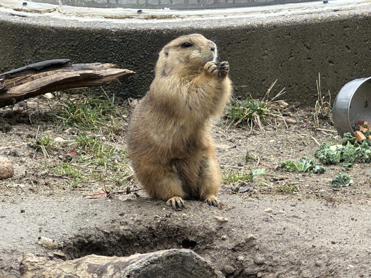 A black-tailed prairie dog in an enclosure standing on its hind legs and eating with its front paws.