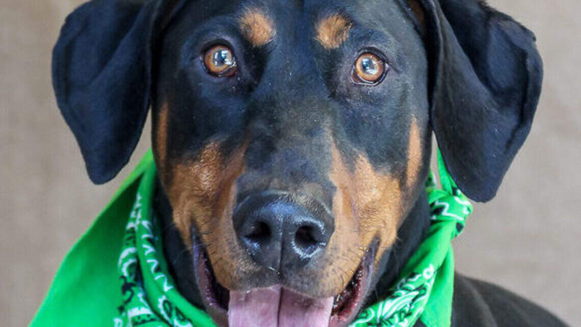 Ada County Pet of the Week: Dexter