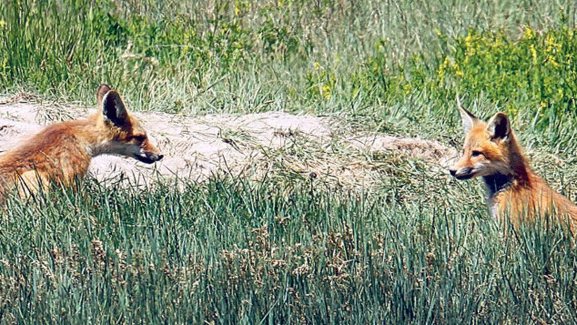 You might be seeing more foxes these days. Here’s why - and how to avoid them