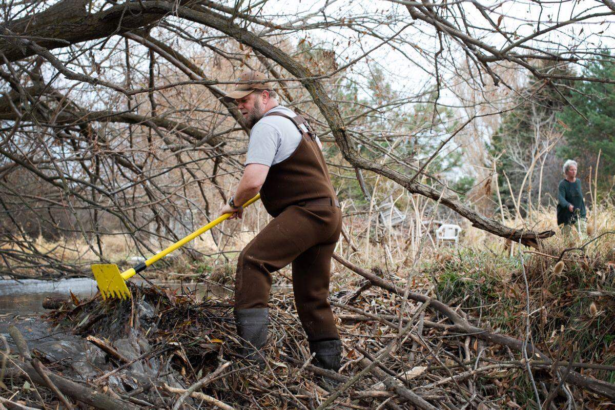 Chris Bachman, the wildlife director for the Lands Council, breaks up beaver dams on Linda Jovanovich’s land. Bachman is one of many wildlife managers trying to help beavers and humans coexist.