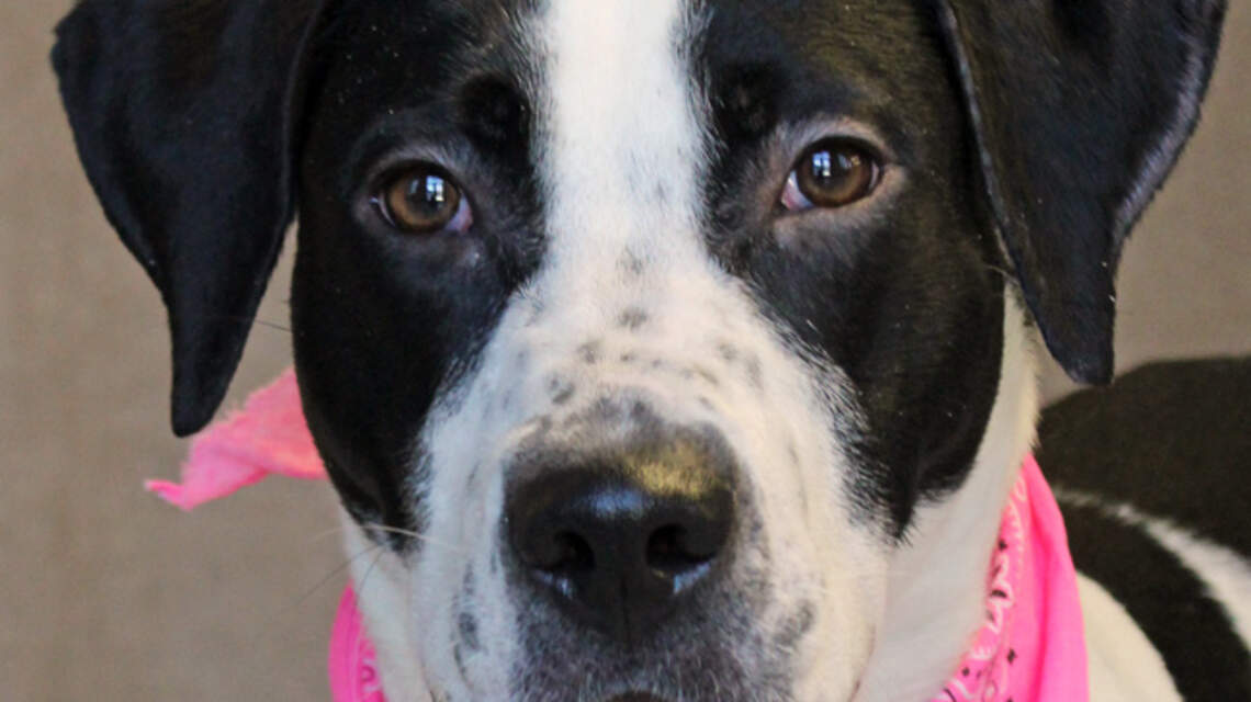 Ada County Pet of the Week: Delilah