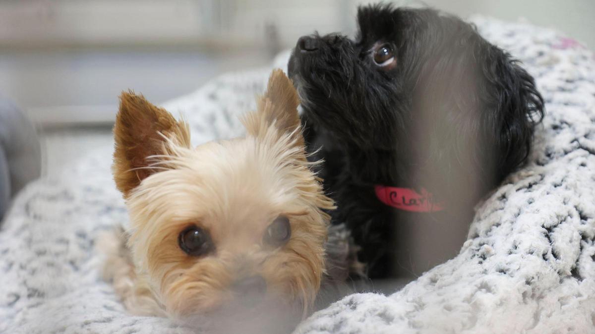 Two small dogs rescued from a breeder in Elmore County, found in sqaulid conditions, share a comfortable spot at the Idaho Humane Society.