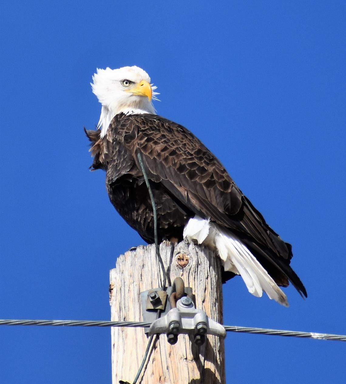 A bald eagle is perched at Bear Lake State Park in southeast Idaho.