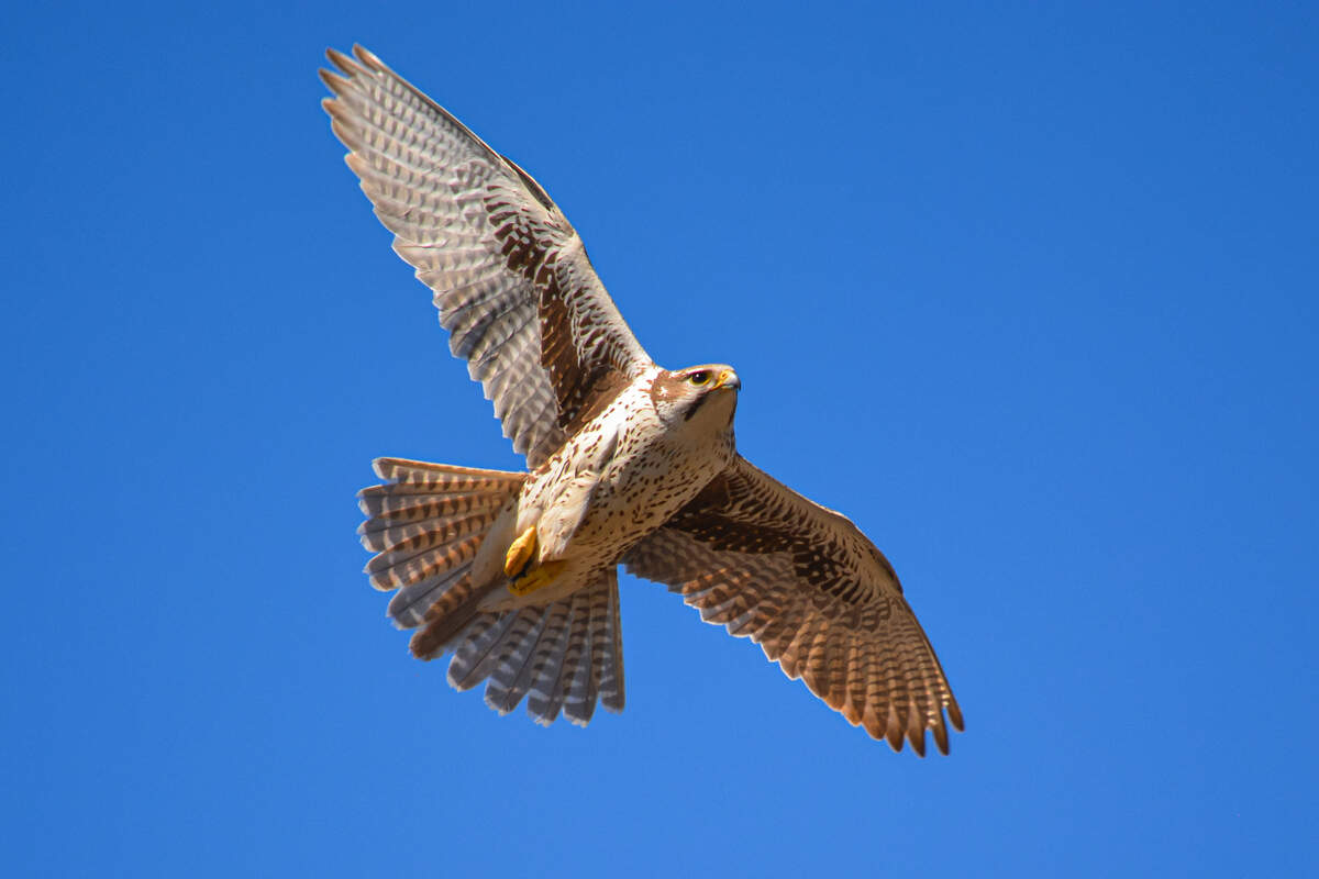 A flying Prairie Falcon viewed from below against a blue sky. 