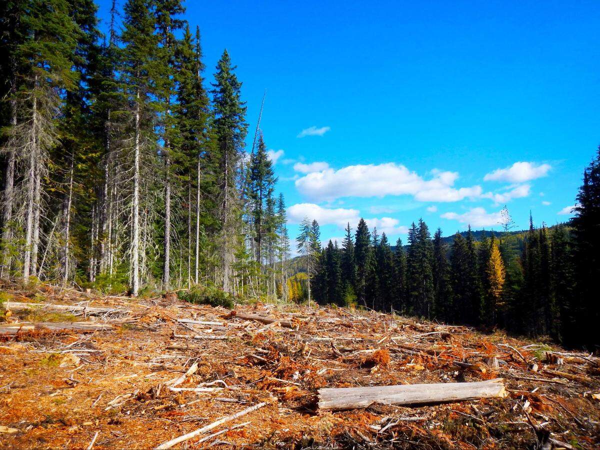A 2.5-mile clearcut swath is seen from Pete Creek Road to the Canadian border.