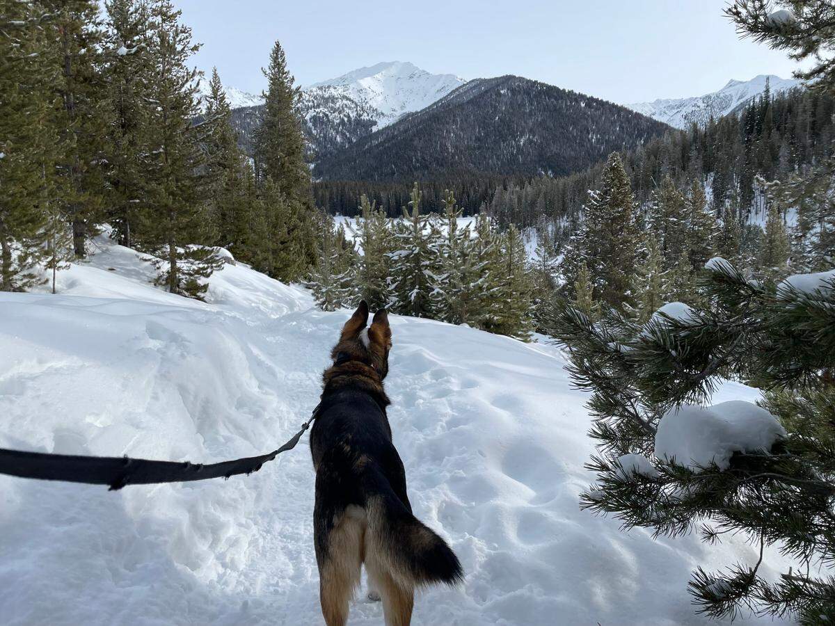 Rio, Galena Lodge’s “loaner dog” that visitors can bring on snowshoe and ski treks, stands in front of the mountains visible from Galena View trail on Friday, Jan. 26, 2024.