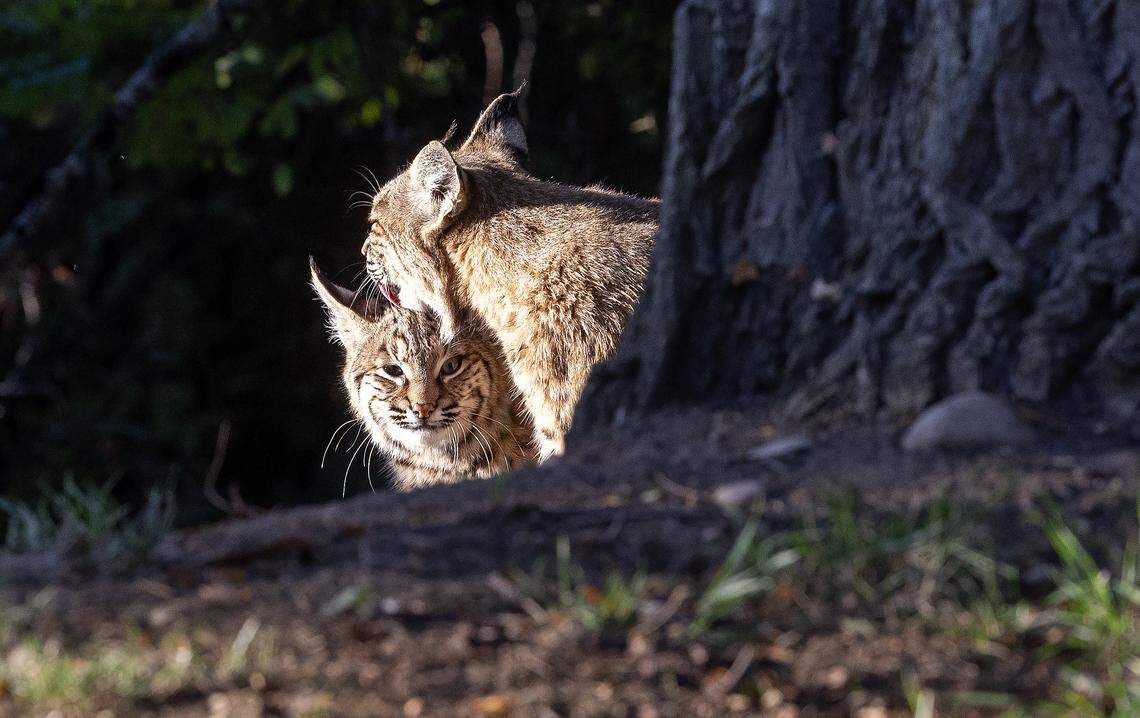 An adult bobcat licks a juvenile bobcat.