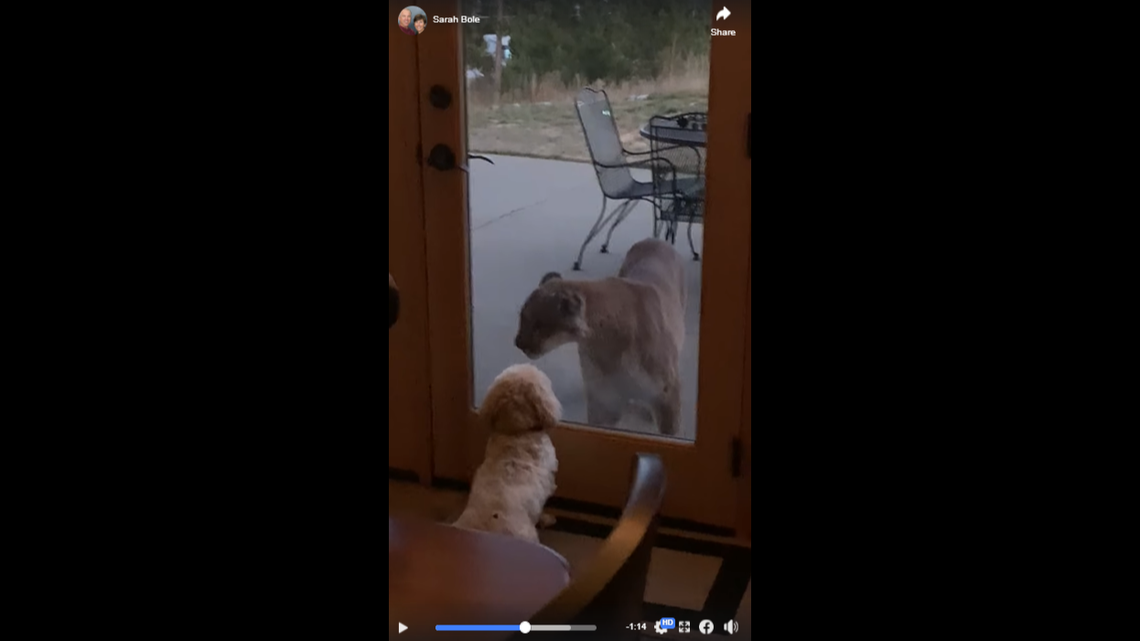 A mountain lion and a dog stare each other down through a patio glass door at a Colorado home.