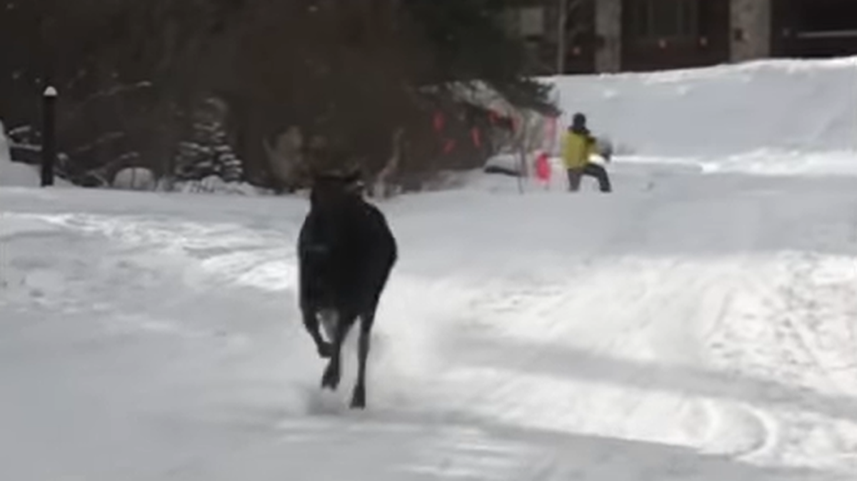 A snowboarder captured the intense moment a bull moose chased a group down a ski slope in Colorado.
