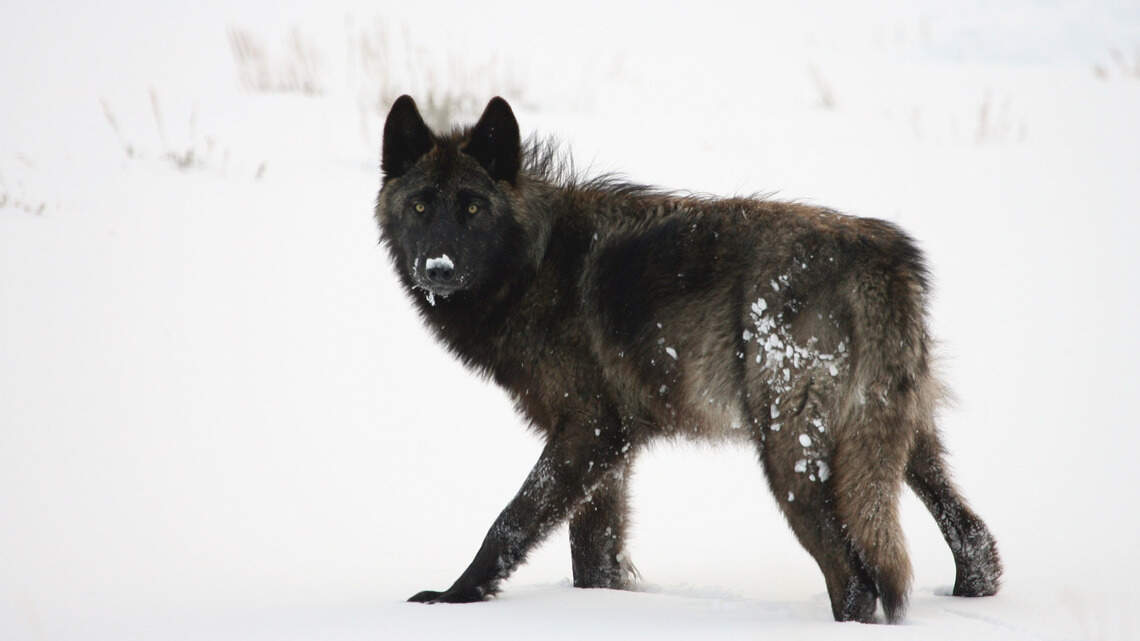 Idaho board drops wolf-killing proposals submitted by trapper without ranchers’ knowledge