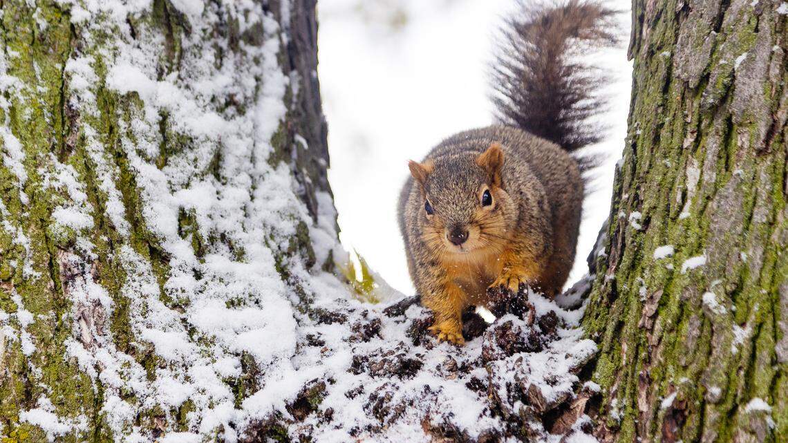 How to Keep Squirrels from Chewing String Lights: Proven Tips