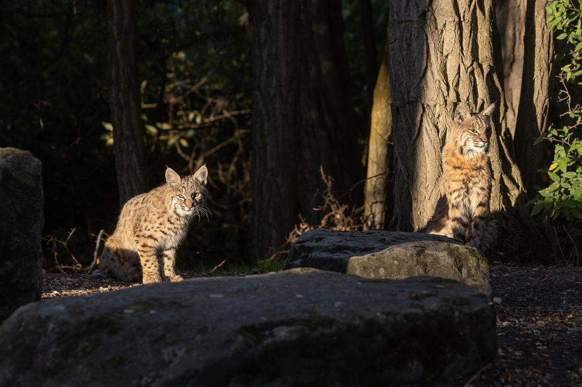 A juvenile and adult bobcat sit in the sun.