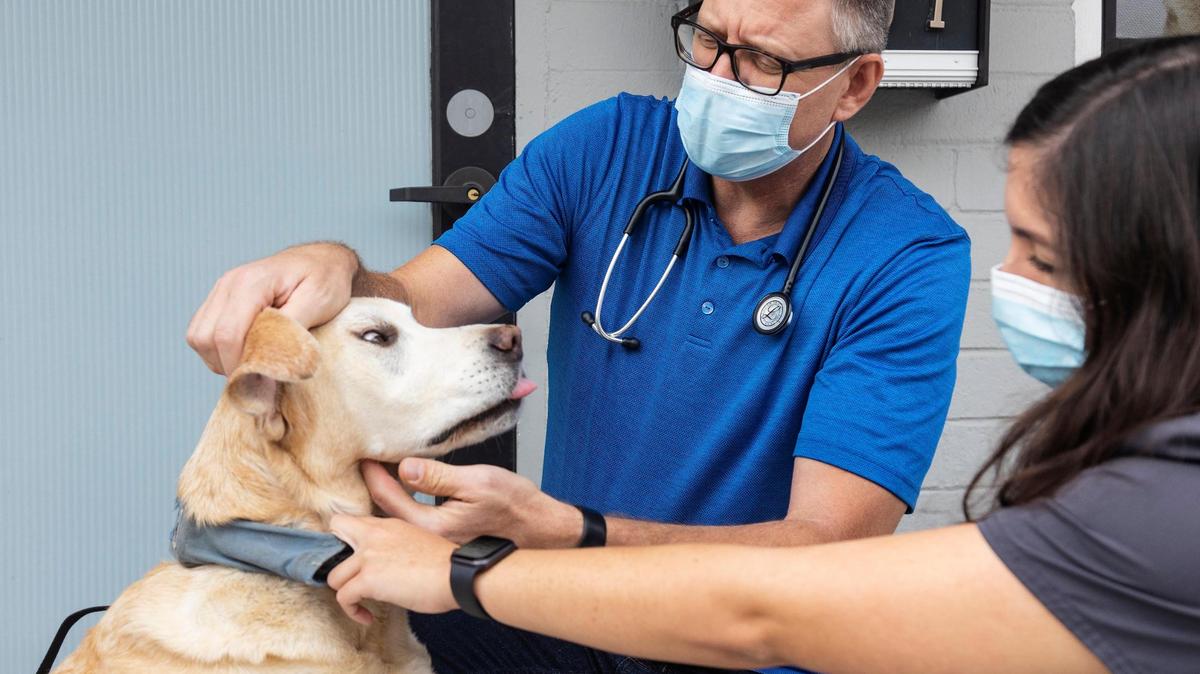 Veterinarian Joshua Frost and pre-vet student Jessica Davis examine Alicia Suski’s dog Snowy during a curbside appointment Sept. 22, 2021, at North Boise Veterinary Clinic in Boise, Idaho.