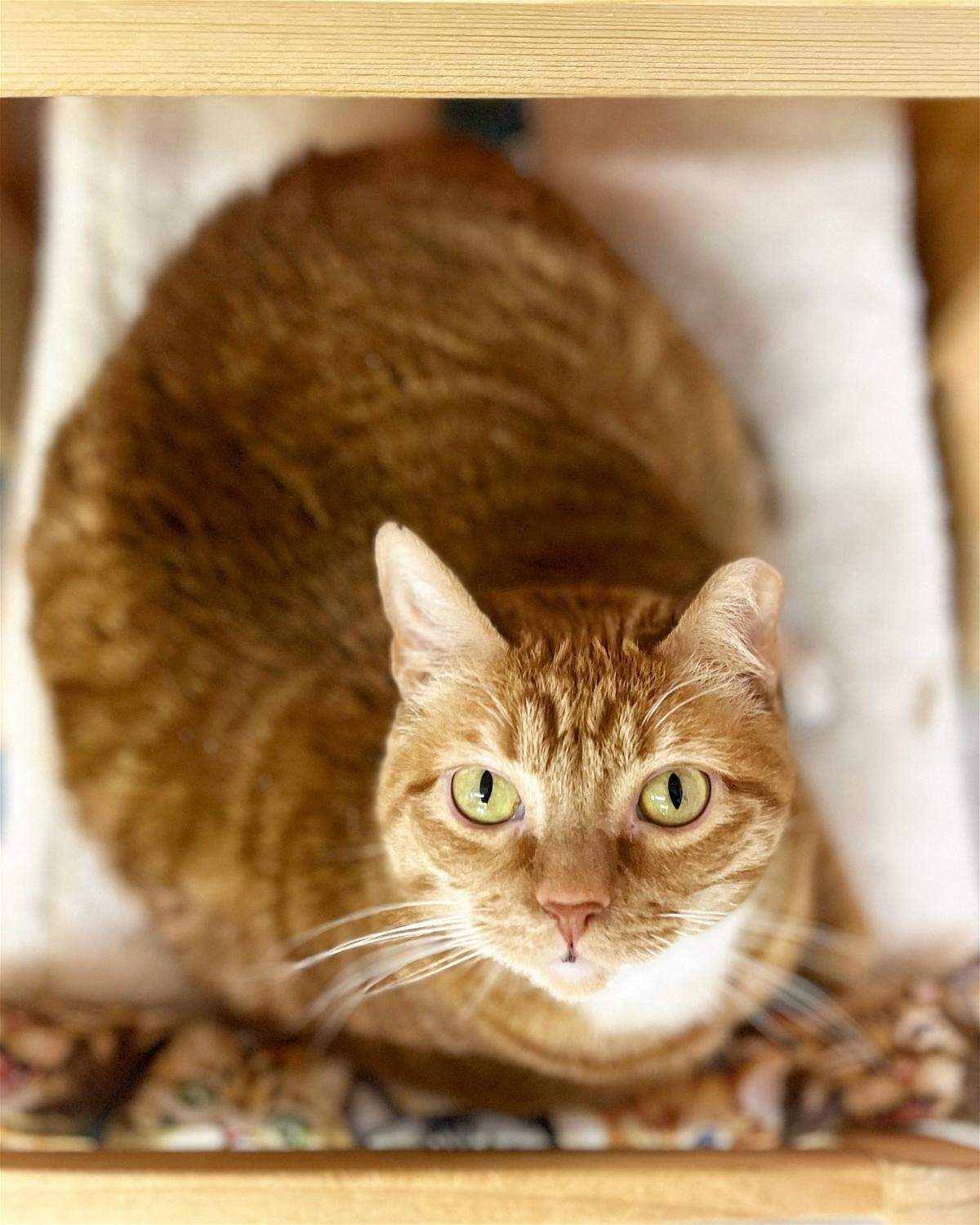 Mackenzie the ginger cat needs to be the only cat in the house.