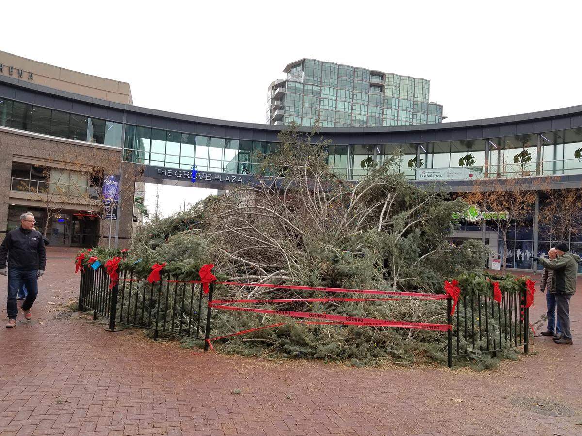 The 45-year-old evergreen fell over sometime Thursday evening, according to the Downtown Boise Association.