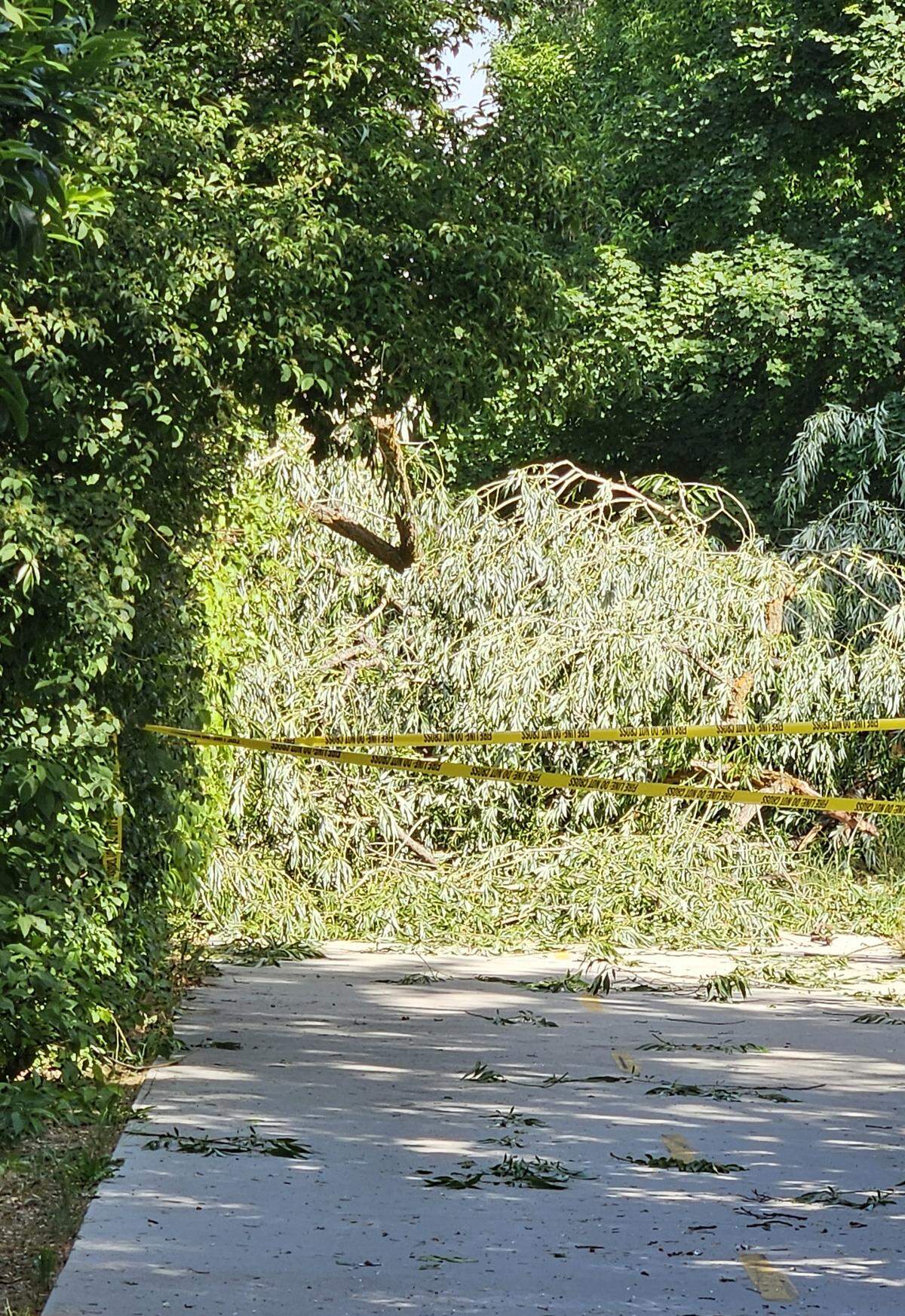 Traveling the Boise Greenbelt between Kristin Armstrong Park and Warm Springs on the north side of the river is going to be difficult for a day or two, after a tree got knocked down in Thursday’s storm.