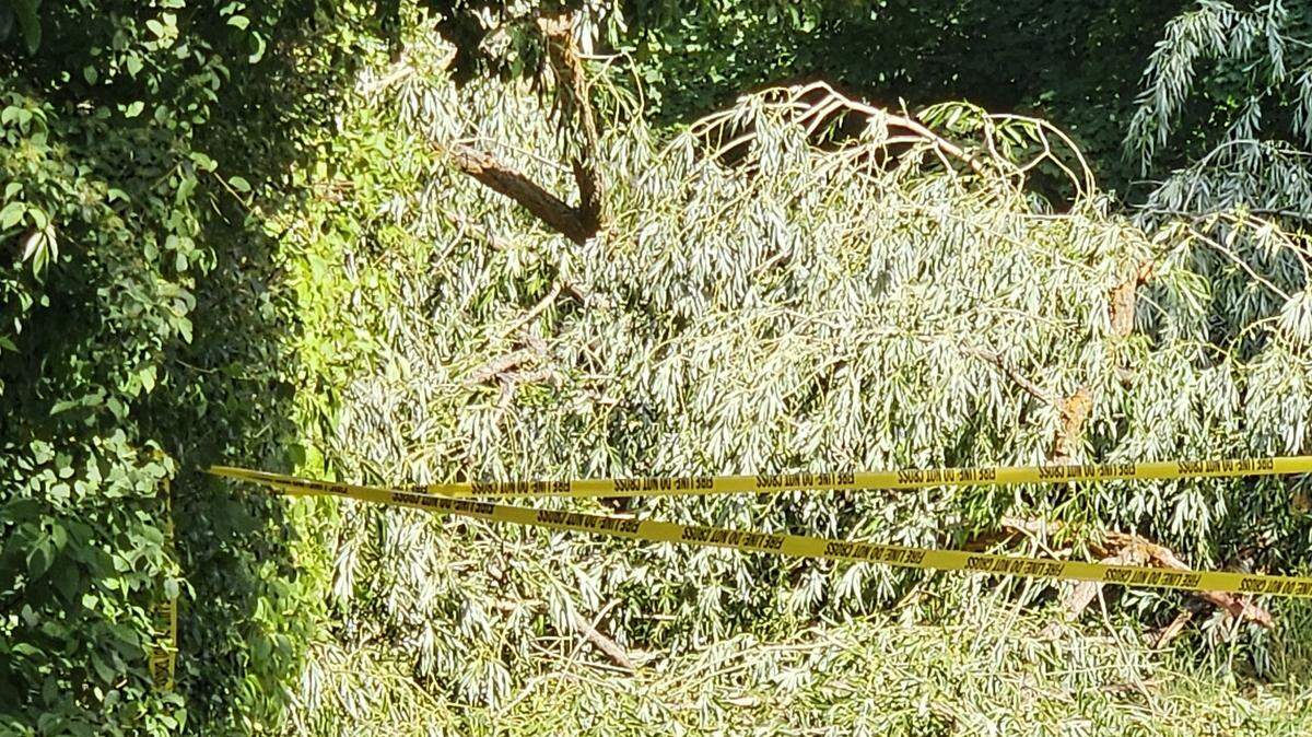 A storm Thursday knocked down a tree along the Boise River Greenbelt between Kristin Armstrong Park and Warm Springs Avenue on the north side of the river.