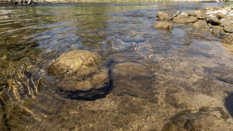 Increased ‘gunk’ in Boise River led to DEQ testing. It’s ‘rock snot.’ Huh?